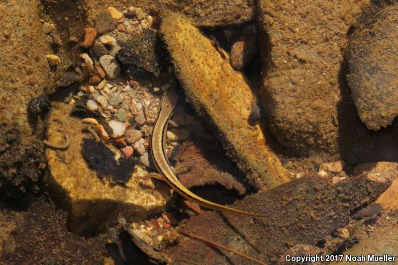 Blue Ridge Two-lined Salamander (Eurycea wilderae)