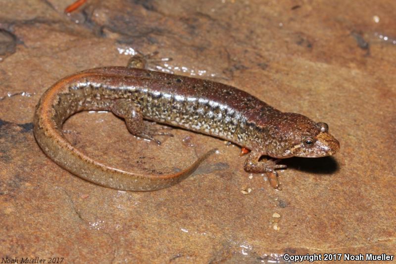 Spotted Dusky Salamander (Desmognathus conanti)