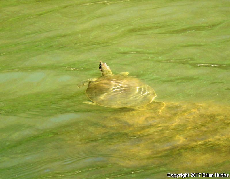 Midland Smooth Softshell (Apalone mutica mutica)