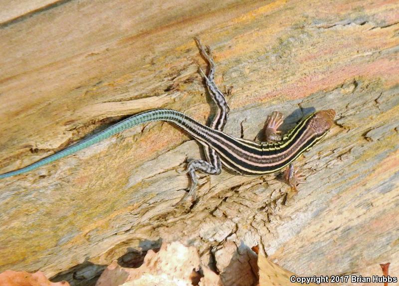 Six-lined Racerunner (Aspidoscelis sexlineata sexlineata)