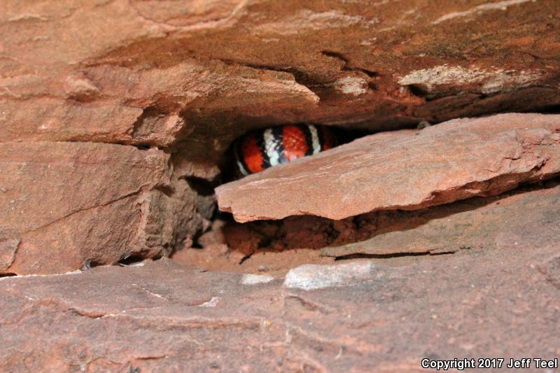 Arizona Mountain Kingsnake (Lampropeltis pyromelana pyromelana)