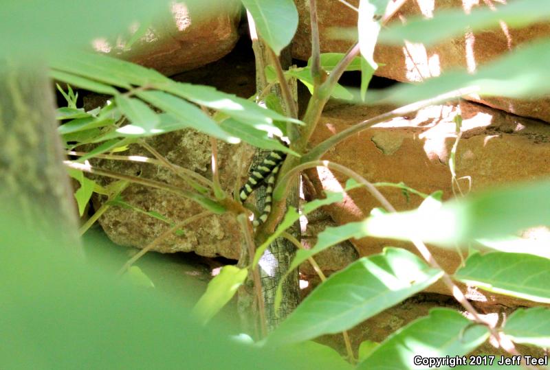 Madrean Alligator Lizard (Elgaria kingii)