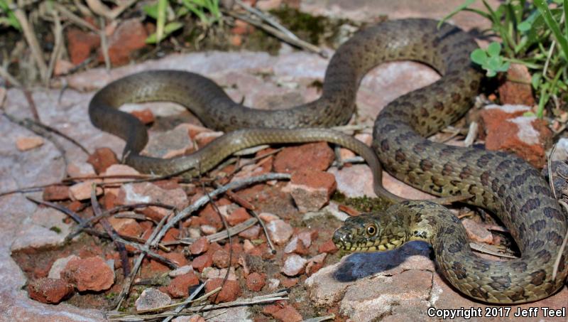 Narrow-headed Gartersnake (Thamnophis rufipunctatus)