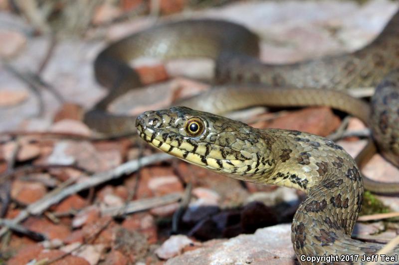 Narrow-headed Gartersnake (Thamnophis rufipunctatus)