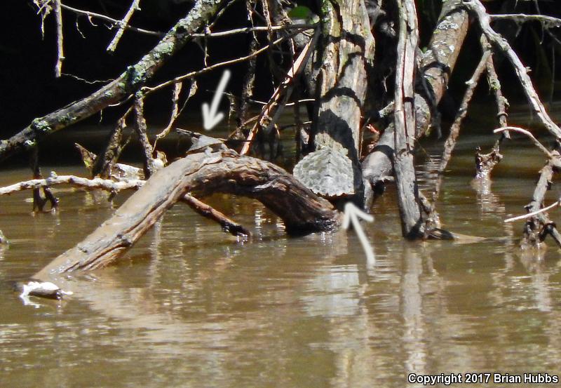 False Map Turtle (Graptemys pseudogeographica pseudogeographica)