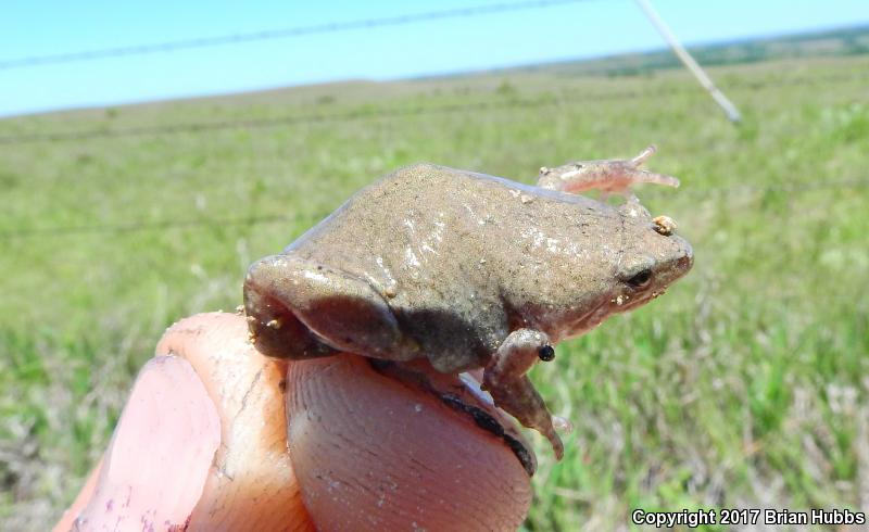 Western Narrow-mouthed Toad (Gastrophryne olivacea olivacea)