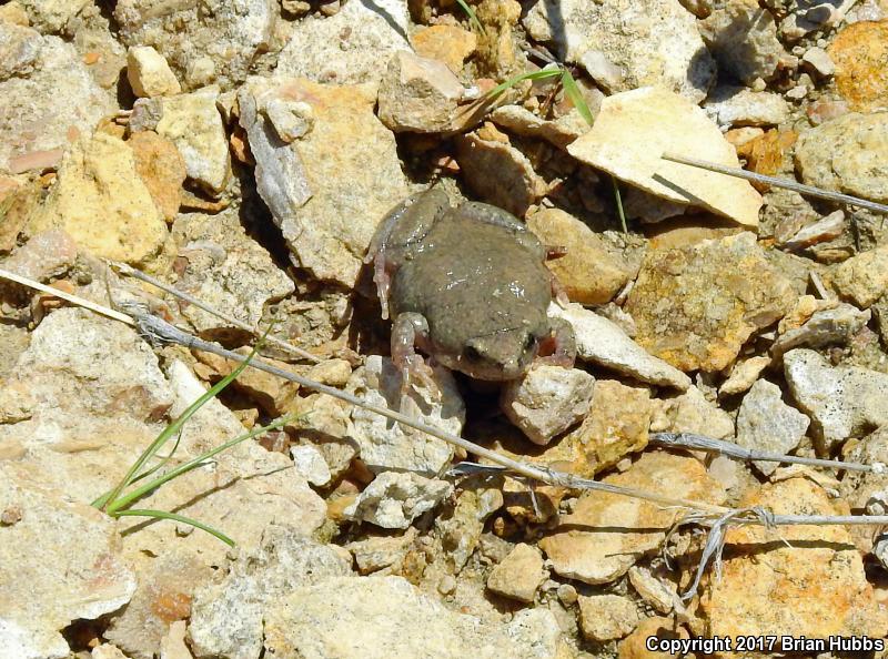 Western Narrow-mouthed Toad (Gastrophryne olivacea olivacea)