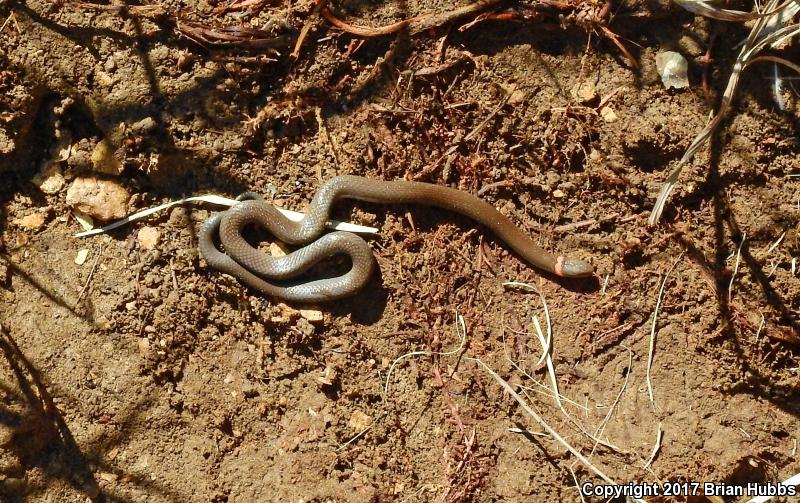 Prairie Ring-necked Snake (Diadophis punctatus arnyi)