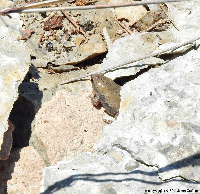 Western Narrow-mouthed Toad (Gastrophryne olivacea olivacea)