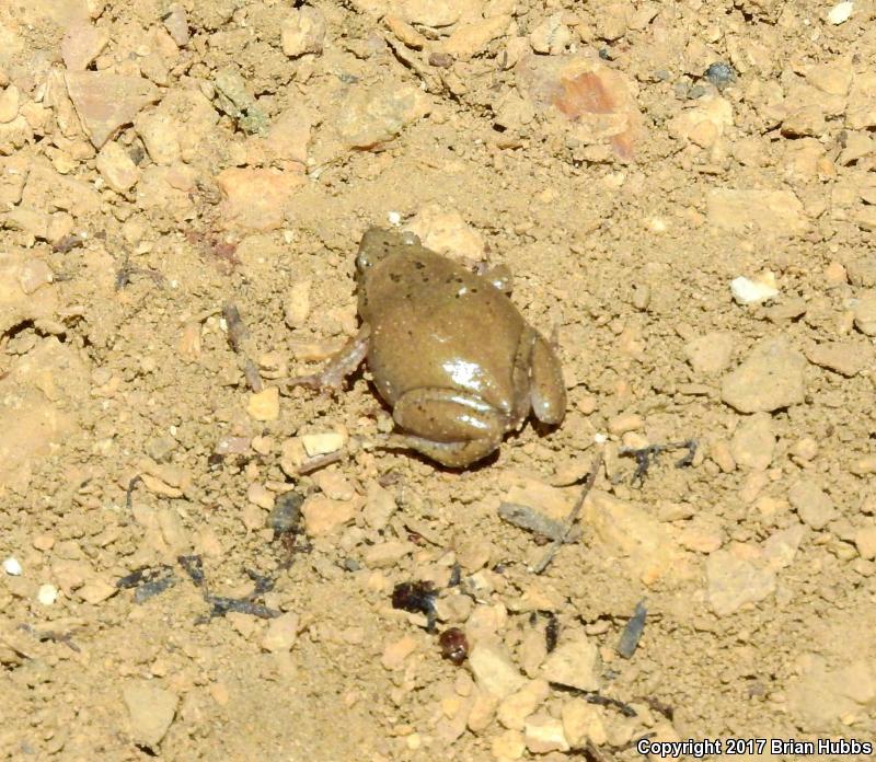 Western Narrow-mouthed Toad (Gastrophryne olivacea olivacea)