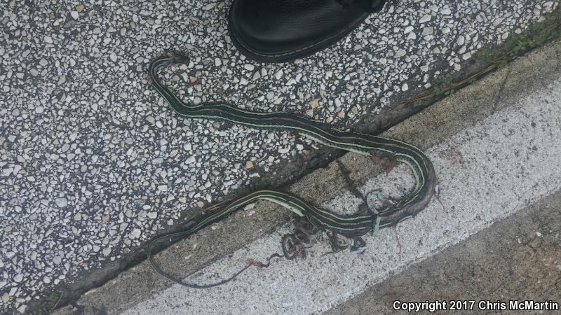 Gulf Coast Ribbonsnake (Thamnophis proximus orarius)