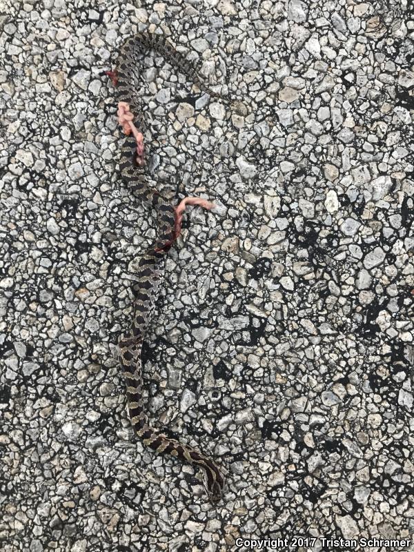 Prairie Kingsnake (Lampropeltis calligaster calligaster)