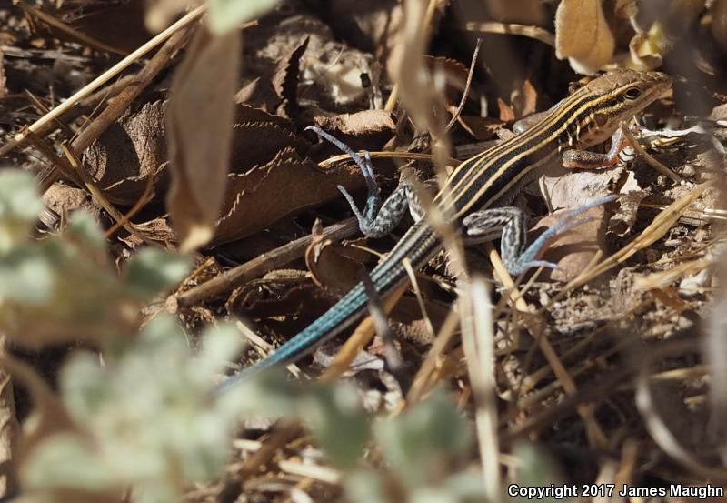 Belding's Orange-throated Whiptail (Aspidoscelis hyperythra beldingi)