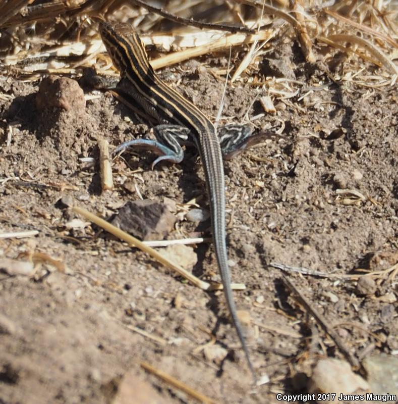 Belding's Orange-throated Whiptail (Aspidoscelis hyperythra beldingi)