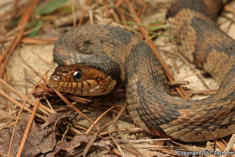 Broad-banded Watersnake (Nerodia fasciata confluens)