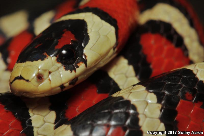 Arizona Mountain Kingsnake (Lampropeltis pyromelana pyromelana)