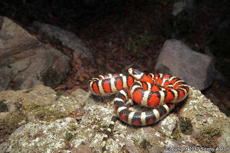 Arizona Mountain Kingsnake (Lampropeltis pyromelana pyromelana)