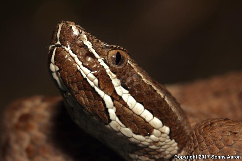 Arizona Ridge-nosed Rattlesnake (Crotalus willardi willardi)