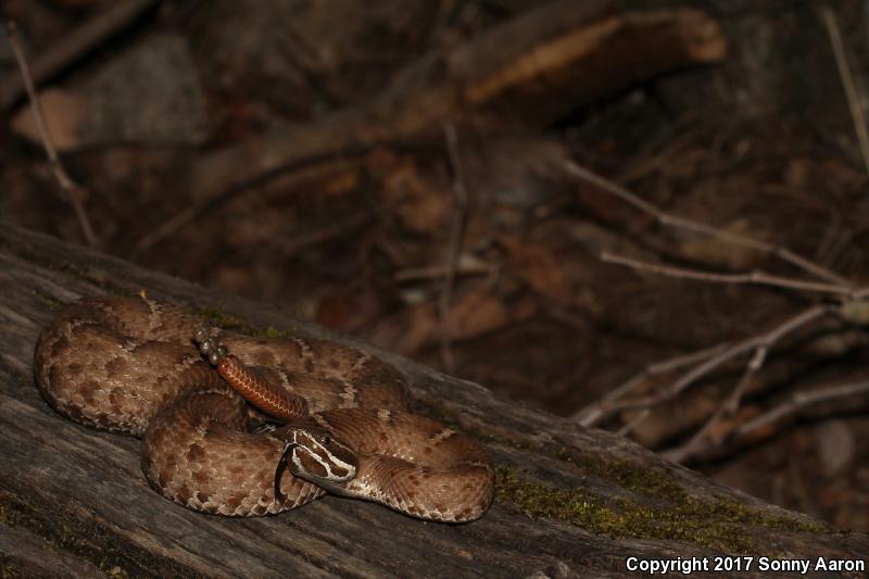 Arizona Ridge-nosed Rattlesnake (Crotalus willardi willardi)