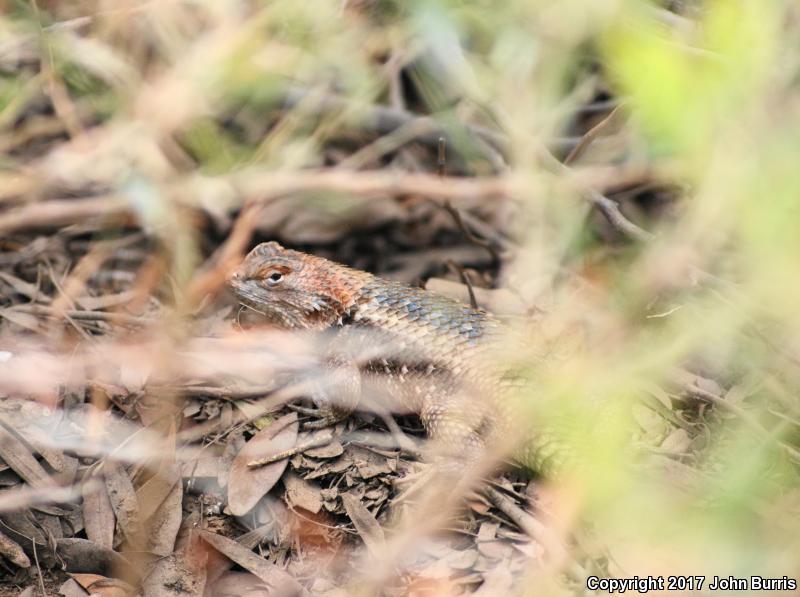 Purple-backed Spiny Lizard (Sceloporus magister magister)