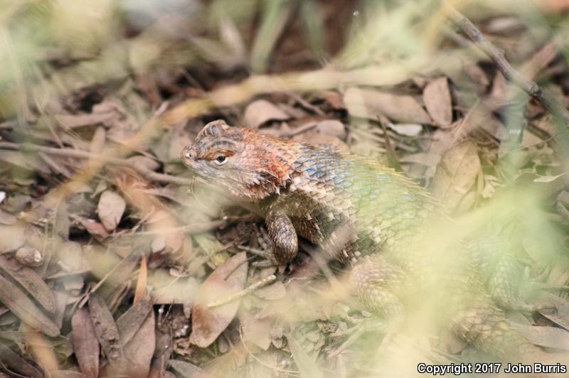 Purple-backed Spiny Lizard (Sceloporus magister magister)