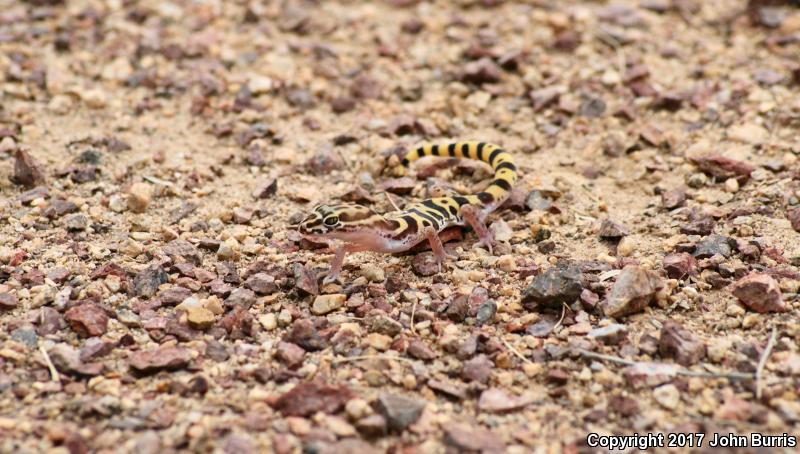 Tucson Banded Gecko (Coleonyx variegatus bogerti)