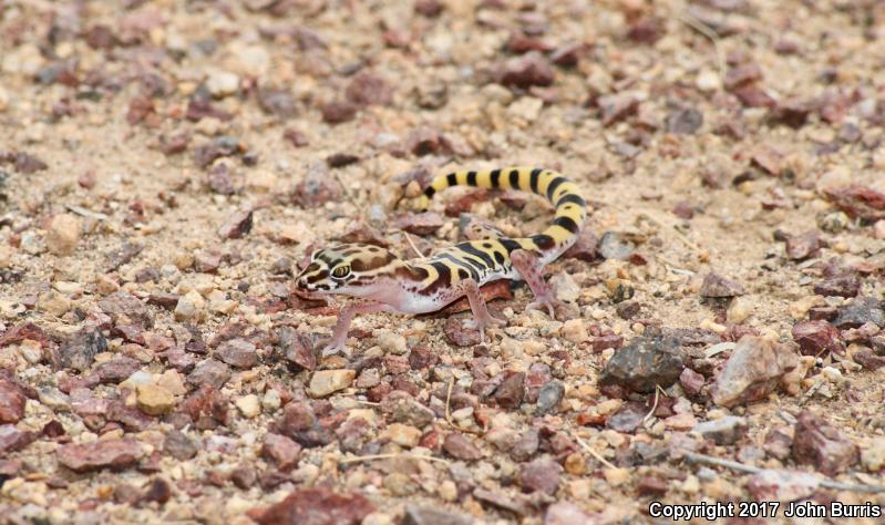 Tucson Banded Gecko (Coleonyx variegatus bogerti)