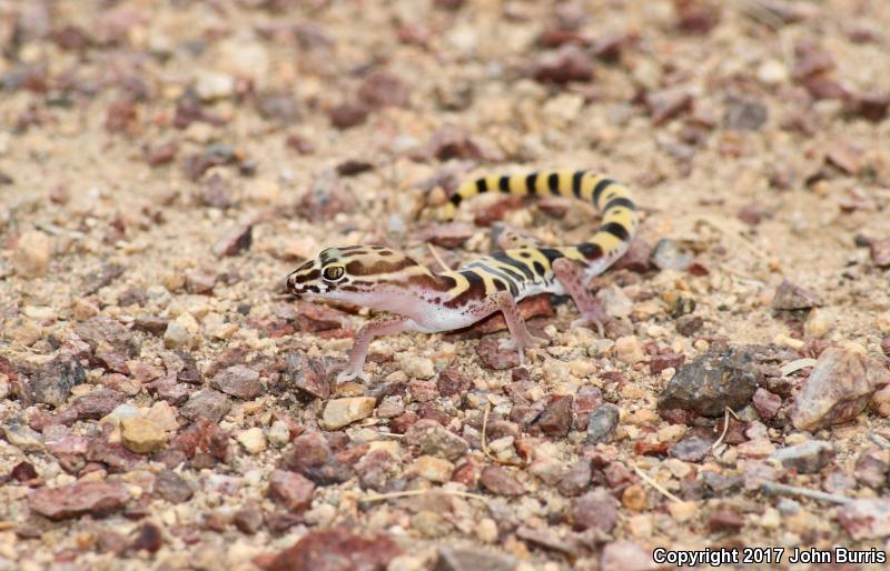 Tucson Banded Gecko (Coleonyx variegatus bogerti)