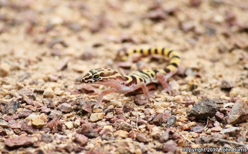 Tucson Banded Gecko (Coleonyx variegatus bogerti)