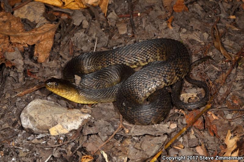 Mississippi Green Watersnake (Nerodia cyclopion)