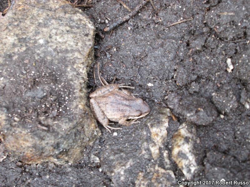 Upland Chorus Frog (Pseudacris feriarum)