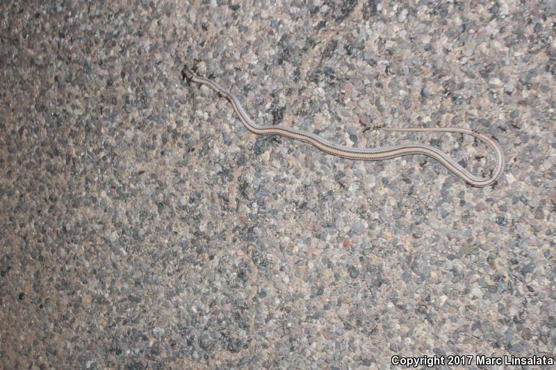 Big Bend Patch-nosed Snake (Salvadora hexalepis deserticola)