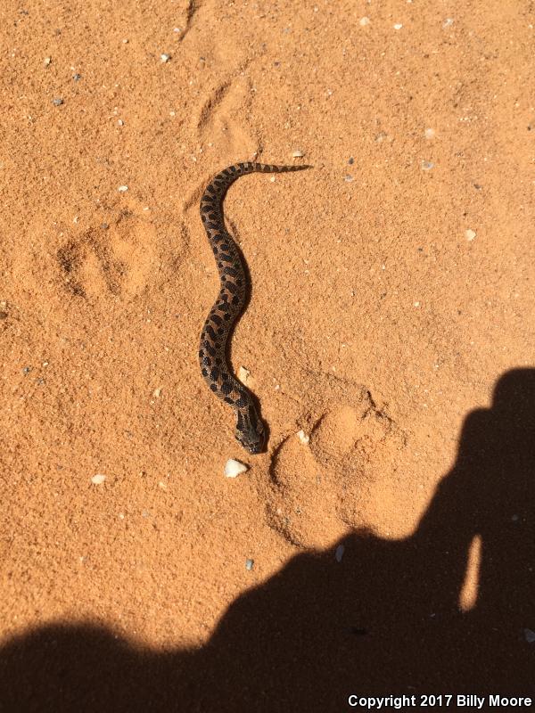 Southern Hog-nosed Snake (Heterodon simus)