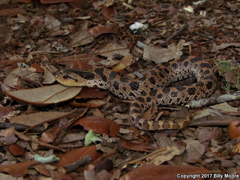 Southern Hog-nosed Snake (Heterodon simus)