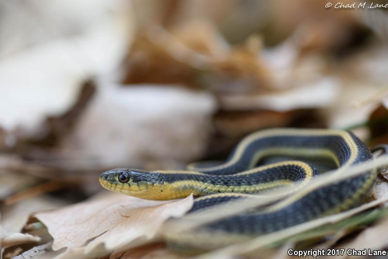 Diablo Gartersnake (Thamnophis atratus zaxanthus)