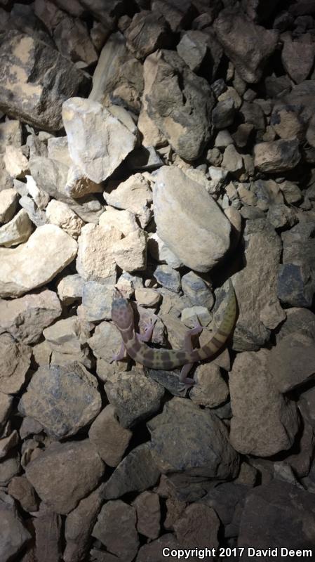 Tucson Banded Gecko (Coleonyx variegatus bogerti)