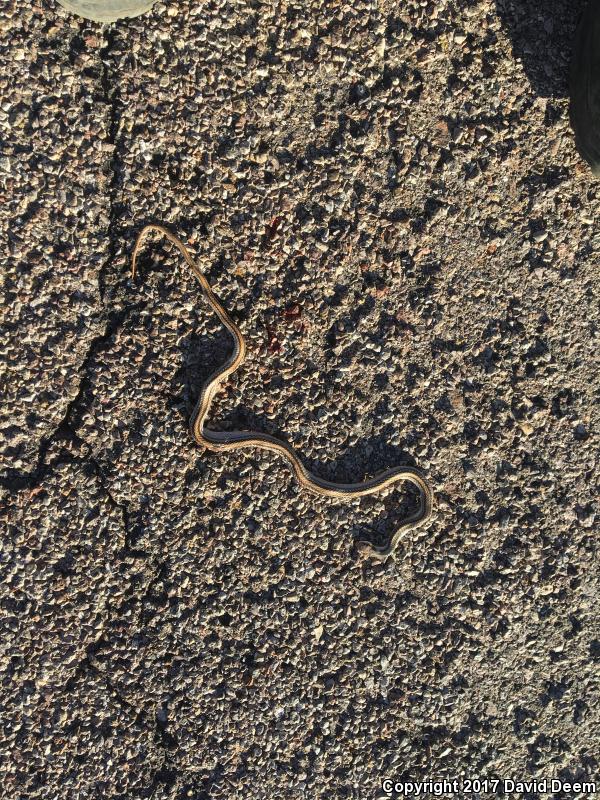 Big Bend Patch-nosed Snake (Salvadora hexalepis deserticola)