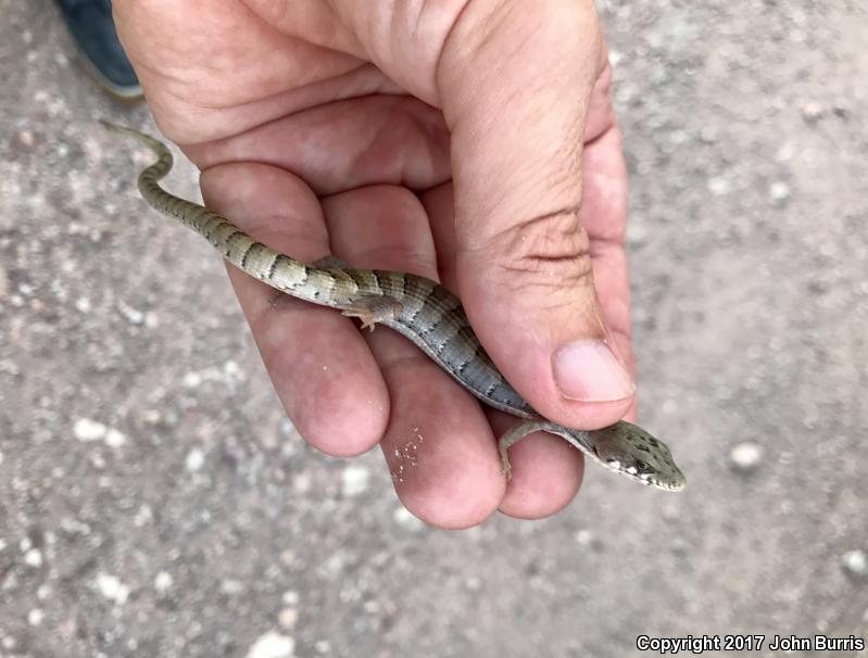 Madrean Alligator Lizard (Elgaria kingii kingii)