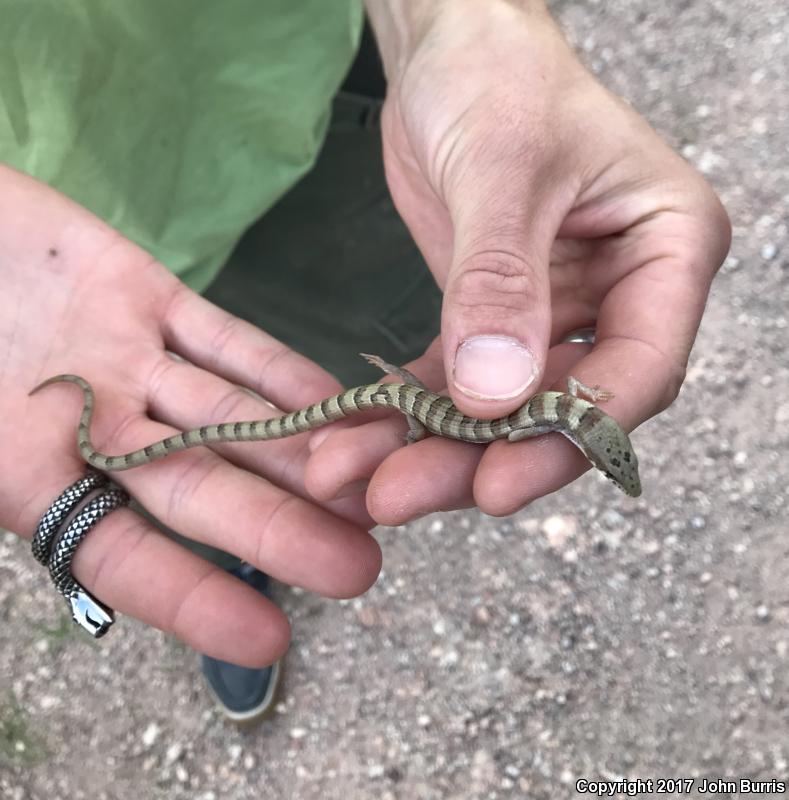 Madrean Alligator Lizard (Elgaria kingii kingii)