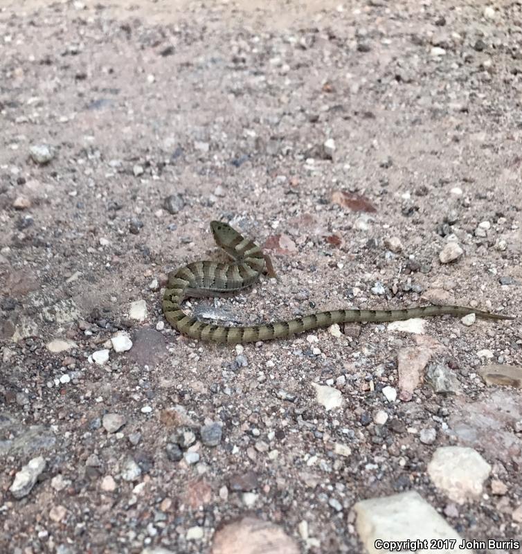 Madrean Alligator Lizard (Elgaria kingii kingii)