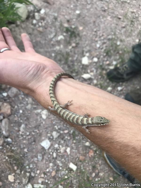 Madrean Alligator Lizard (Elgaria kingii kingii)