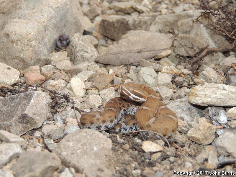 Arizona Ridge-nosed Rattlesnake (Crotalus willardi willardi)