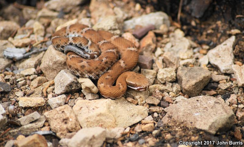 Arizona Ridge-nosed Rattlesnake (Crotalus willardi willardi)