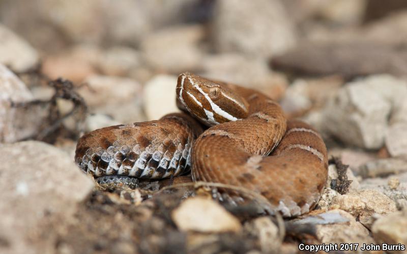 Arizona Ridge-nosed Rattlesnake (Crotalus willardi willardi)