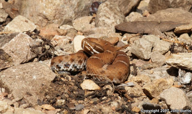 Arizona Ridge-nosed Rattlesnake (Crotalus willardi willardi)