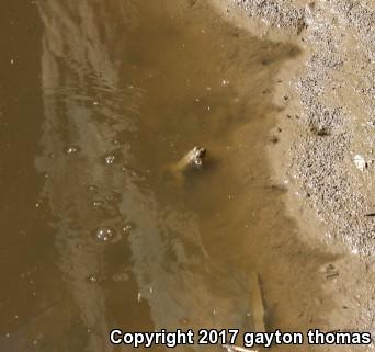 Lowland Leopard Frog (Lithobates yavapaiensis)