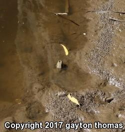 Lowland Leopard Frog (Lithobates yavapaiensis)