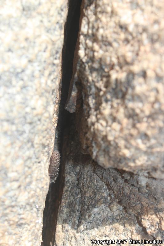 New Mexico Crevice Spiny Lizard (Sceloporus poinsettii poinsettii)