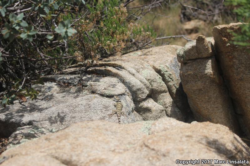 New Mexico Crevice Spiny Lizard (Sceloporus poinsettii poinsettii)