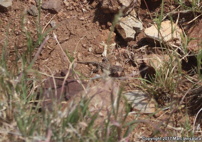 Speckled Earless Lizard (Holbrookia maculata approximans)